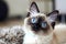 Balinese cat - Originated in the United States