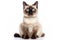 Balinese Cat Upright On A White Background