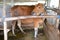 Balinese cattle in the cage