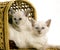 Balinese Domestic Cat, Kittens standing in Basket