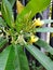 This Balinese frangipani flower is often used in Balinese Hindu prayers because the white and yellow colors symbolize purity