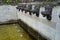 Balinese Hindu place of worship with small fountains in a shape of a demons