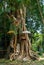 Balinese holy tree