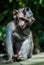 Balinese long tailed baby monkey