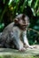 Balinese long tailed baby monkey