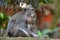 Balinese long-tailed Crab-eating macaque monkey mother and infan