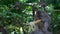 A Balinese long tailed macaque monkey eating yellow corn in Ubud Monkey Forest, Ubud, Bali