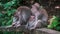 Balinese long tailed macaque monkeys