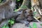 The balinese macaques