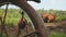 Balinese men plowing field with cows and planting rice