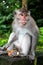 Balinese Monkey