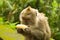 Balinese monkey with banana
