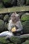 Balinese Monkey eating food