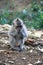 Balinese Monkey eating food