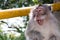 Balinese Monkey Showing Off Teeth