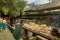 Balinese people praying in holy spring water of sacred pool at P