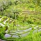 Balinese rice fields