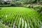 Balinese temples and rice fields