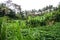 Balinese temples and rice fields