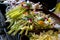 Balinese traditional offerings the god