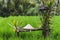 Balinese traditional straw hat on wicker bench in rice field