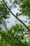 Balinese white birds on a tree in Bali national park