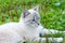 Balinese young cat closeup in grass outdoor