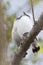 Balispreeuw, Bali Starling, Leucopsar rothschildi