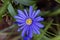 Balkan anemone Anemone blanda