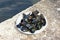 Balkan cuisine. Dish with mussels on the seashore. Montenegro