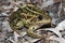 Balkan frog, Balkan water frog, or Greek marsh frog (Pelophylax kurtmuelleri) in a natural habitat