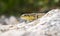 Balkan Green Lizard basking on rock