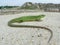 Balkan green lizard (Lacerta trilineata)