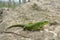 Balkan green lizard (Lacerta trilineata)