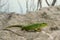 Balkan green lizard (Lacerta trilineata)