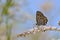 The Balkan Pierrot or little tiger blue butterfly , Tarucus balkanicus