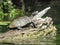 Balkan pond turtle Mauremys rivulata on the old trunk in river.