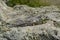 Balkan Wall Lizard (Podarcis tauricus)