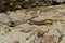 Balkan Wall Lizard (Podarcis tauricus)