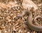 Balkan whip snake, Hierophis gemonensis, Coluber gemonensis