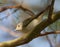 Balkanbergfluiter, Balkan\'s Warbler, Phylloscopus orientalis