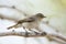 Balkanbergfluiter, Eastern Bonelli\'s Warbler, Phylloscopus orien