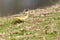 Balkankwikstaart, Black-headed Wagtail, Motacilla feldegg