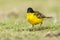 Balkankwikstaart, Black-headed Wagtail, Motacilla feldegg