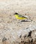 Balkankwikstaart, Black-headed Wagtail, Motacilla feldegg