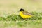 Balkankwikstaart, Black-headed Wagtail, Motacilla feldegg