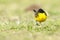 Balkankwikstaart, Black-headed Wagtail, Motacilla feldegg