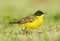 Balkankwikstaart, Black-headed Wagtail, Motacilla feldegg