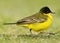 Balkankwikstaart, Black-headed Wagtail, Motacilla feldegg