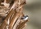 Balkanvliegenvanger, Semi-collared Flycatcher, Ficedula semitorquata